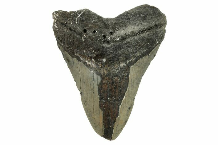 Bargain, Fossil Megalodon Tooth - North Carolina #294528